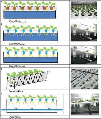 Maximum Plant Uptakes for Water, Nutrients, and Oxygen Are Not Always Met by Irrigation Rate and Distribution in Water-based Cultivation Systems